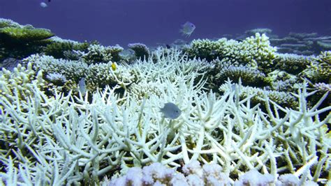 Massive Bleaching Of The Coral On The Northern End Of The Great Barrier