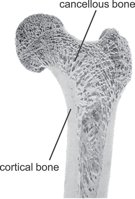 Cancellous And Trabecular Bone Related Keywords Cancellous And