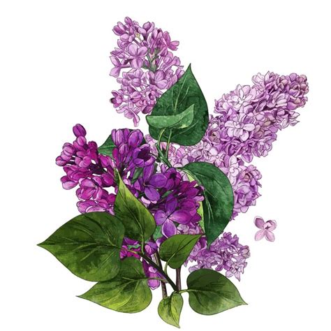 Premium Vector Watercolor Lilac Flowers And Leaves Lilac Bouquet