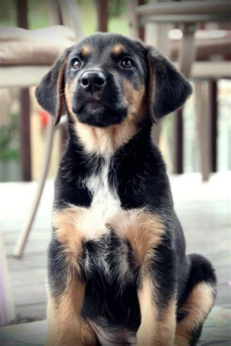Rottweiler Dog Breed Information Dog Breeds Lab Mix Puppies Puppies
