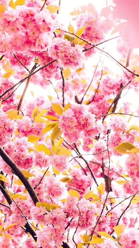 Cherry Blossom 5k Wallpapers Top Free Cherry Blossom 5k Backgrounds