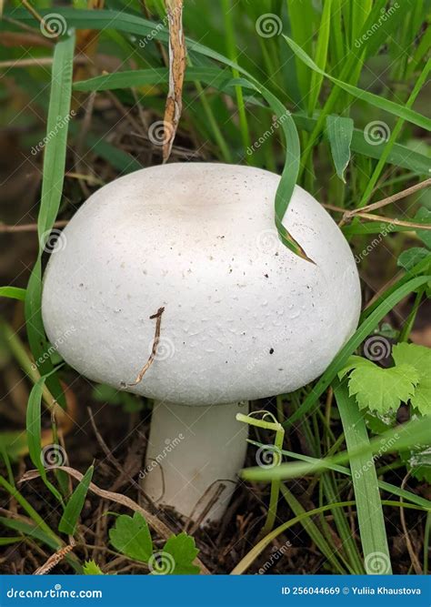 Edible Mushroom Agaricus Arvensis Under Spruce Known As Horse Mushroom