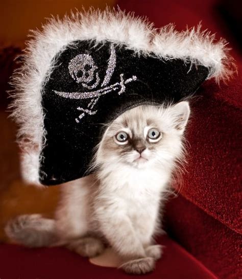 Pirate Kitten Crazy Cats Funny Cat Memes Kitten