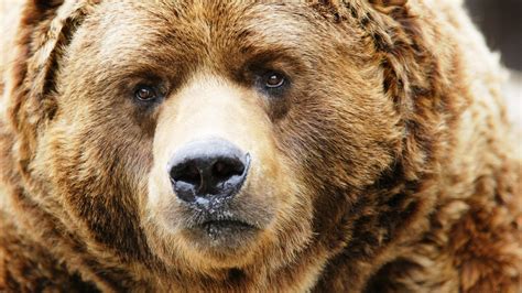 Brown Bear Noses Yahoo Image Search Results Bear Spirit Animal