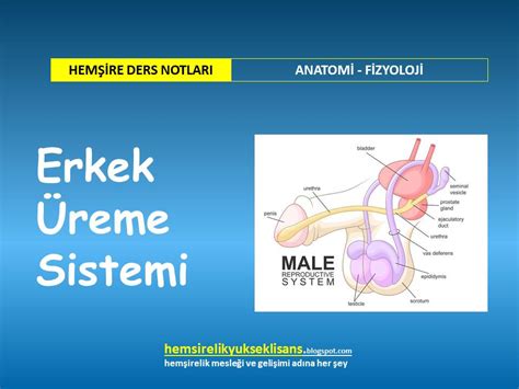 Erkek Reme Sistemi Anatomisi Ve Fizyolojisi