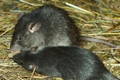 Black Rat Rattus Rattus