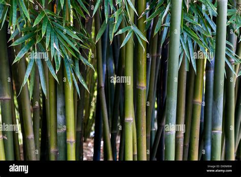 Stalks Of Bamboo And Foliage Bambuseae Poaceae Bambusoideae Stock