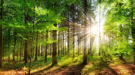 Sunlights Through Green Trees Forest Background Hd Nature Wallpapers