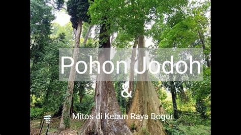 Kebun Raya Bogor Spot Menarik Bag 2 Pohon Jodoh Jembatan