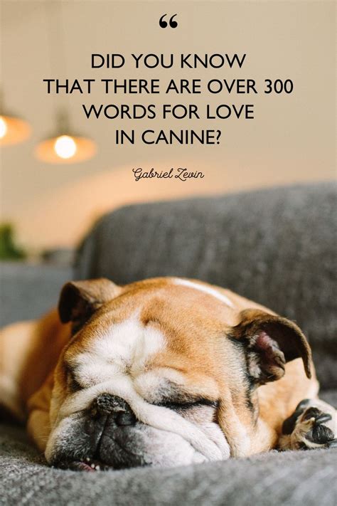 40 Best Dog Quotes Cute Short Quotes About Dogs