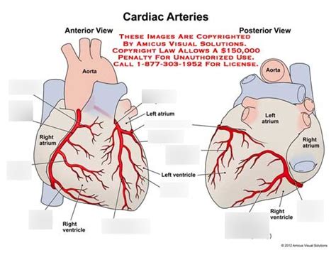Heart Coronary Arterial Vasculature Diagram Quizlet