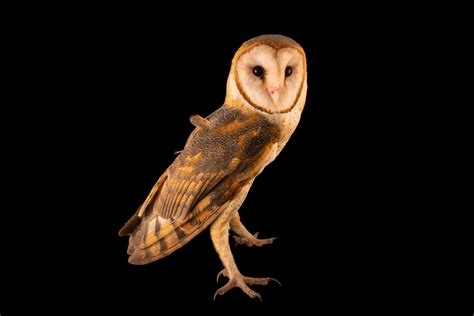Astonishing Where Do Barn Owls Live Concept Loexta