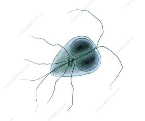 Giardia Lamblia Parasite Illustration Stock Image F022 7274