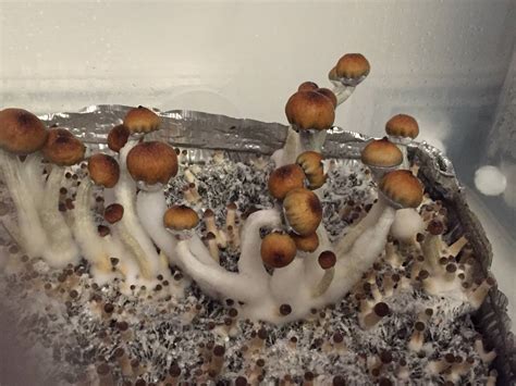 Mushrooms Com Shroomery All Mushroom Info