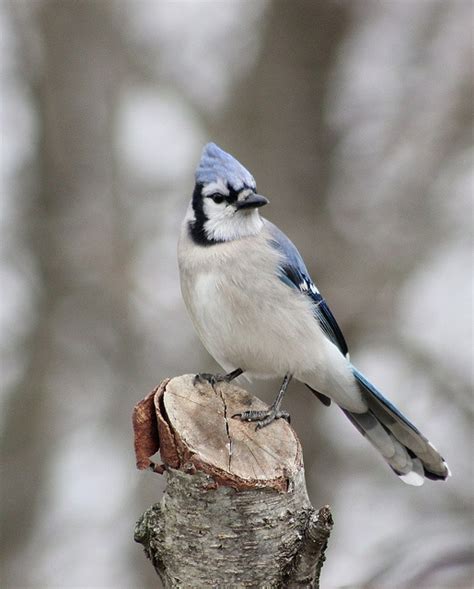 1000 Images About Indiana Birds On Pinterest