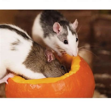 13 Best Treats For Your Pet Rats Healthy And Irresistible