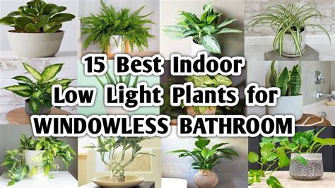 15 Indoor Plants For Windowless Bathroom Low Light Plants For