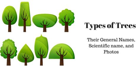 Different Types Of Trees And Their Names Preparmy