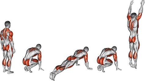 Quels Sont Les Muscles Sollicités Par Les Burpees Le Guide Complet