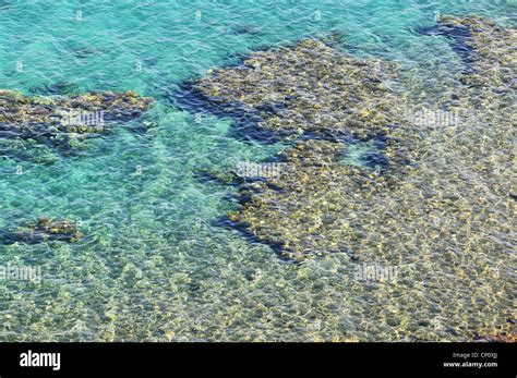 Coral Reef In Red Sea Taba Egypt Stock Photo Alamy