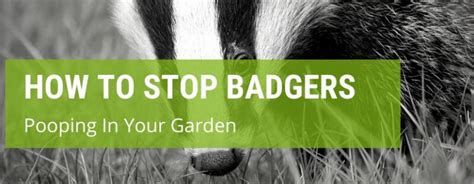 How to deter cats from your garden? How To Stop Badgers Pooping In Your Garden | Jack's Garden