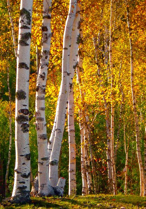 White Birch In Fall White Birch Trees Explode In Color In Flickr