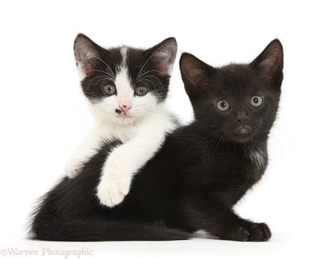 Black And Black And White Tuxedo Kittens Photo Wp36223