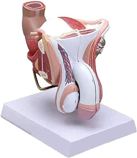 Pênis Genital Masculino Masculino Órgão Anatômico Modelo Médico