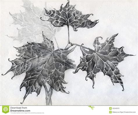 We have prepared another basic drawing lesson for you. Maple leaves pencil sketch stock illustration ...