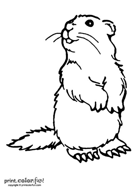 Coloring pages, lessons, and more! Woodchuck coloring page - Print. Color. Fun!