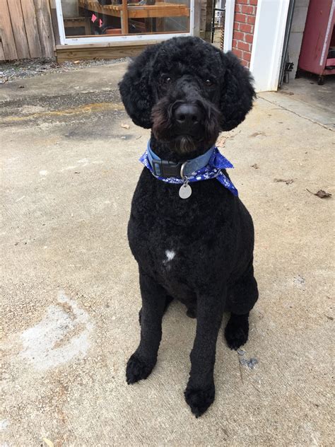 Black Standard Poodle Oh So Handsome Black Standard Poodle Standard