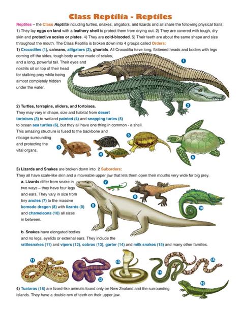 Reptile Classification