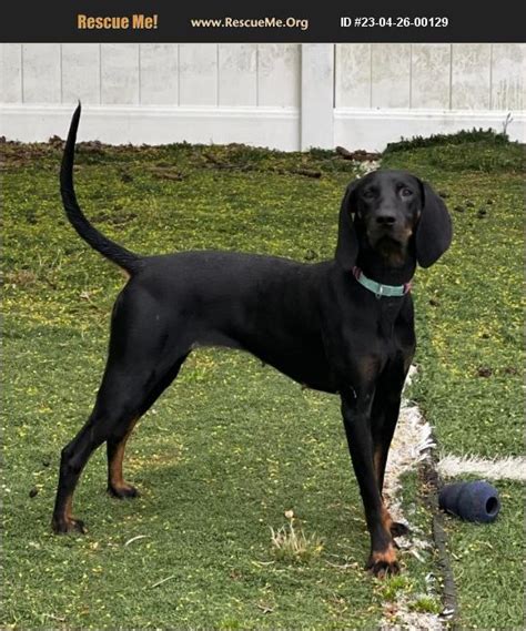 Adopt 23042600129 ~ Black And Tan Coonhound Rescue ~ Kutztown Pa