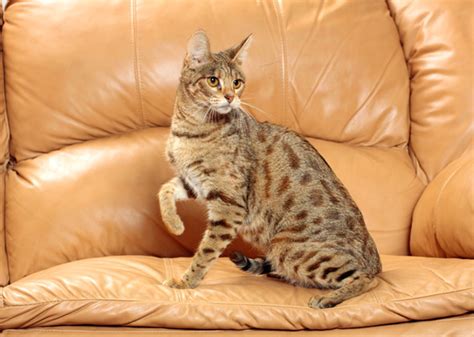10 Largest Cat Breeds — Photo Gallery