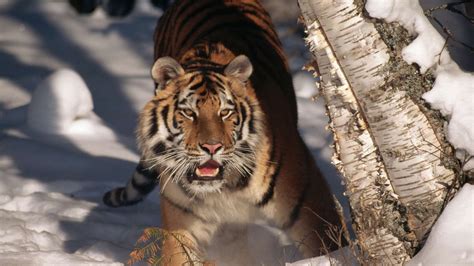 Traces Of A Wild Siberian Tiger Found In Ne China Cgtn