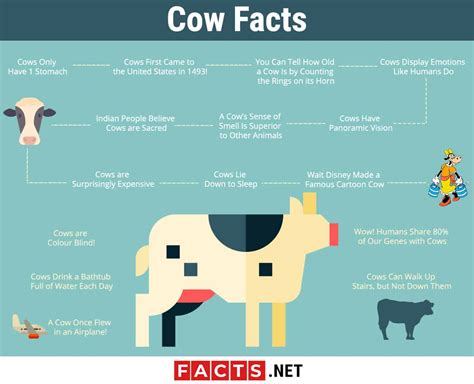 Top 15 Facts about Cows - Biology, Habitat, Lifespan & More | Facts.net