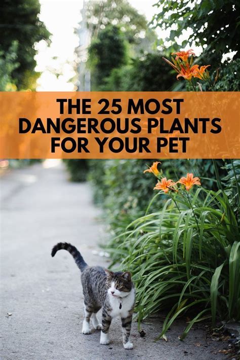 Plants Toxic To Dogs Dog Safe Plants Harmful Plants Cat Plants