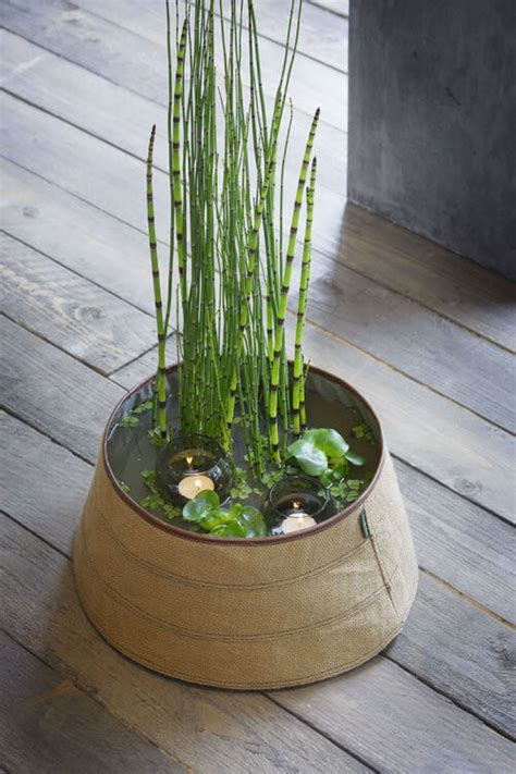 13 Pretty Small Water Plants To Grow In Mini Water Container Gardens