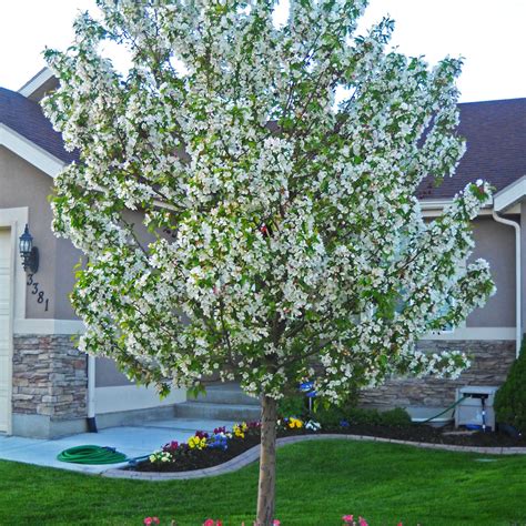 Spring Snow Crabapple — Affordable Trees