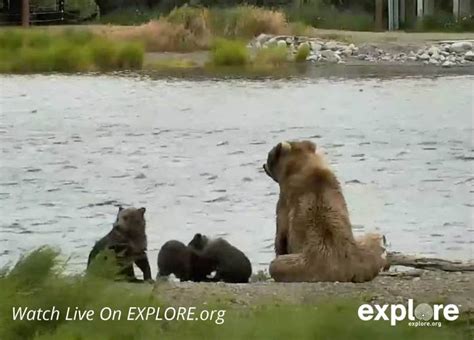 Brooks Falls Live Grizzly Bear Cam In Alaska Katmai National Park