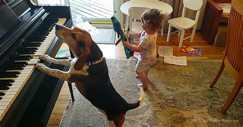 Piano Playing Beagle And Dancing Baby Attract 137 Million Views With