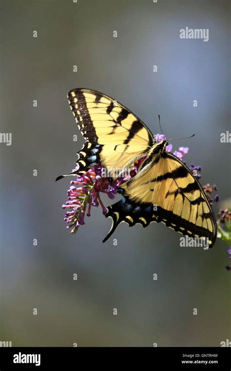 Eastern Tiger Swallowtail Butterfly Papilio Glaucus Feeding On A