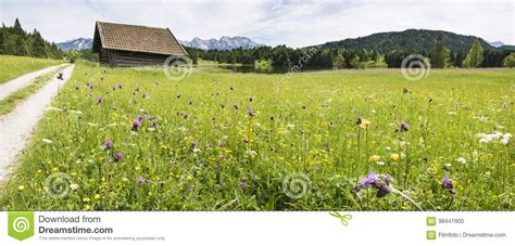 Panorama Of Blooming Flowers In Meadow Stock Photo Image Of Scenic