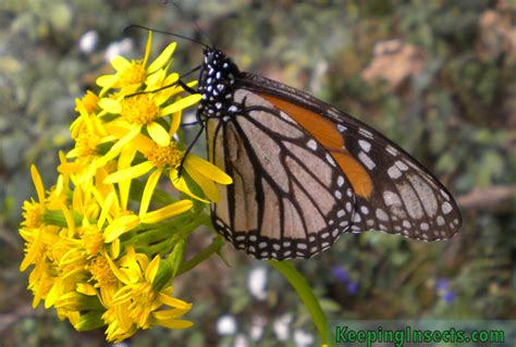 Its Time To Visit The Monarch Butterfly Keeping Insects