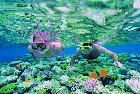 Great Barrier Reef Tours From Airlie Beach Price Days
