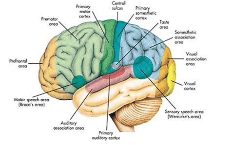Detail Gambar Bagian Otak Dan Fungsinya Koleksi Nomer 13