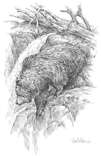 Black Bear Sketches And Drawings A913271575 Grizzly
