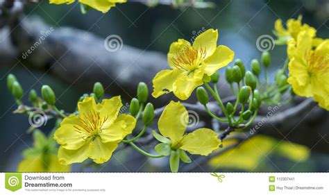 Apricot Flowers Blooming In Vietnam Lunar New Year Stock Image Image