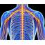 The Peripheral Nerves Of Upper Back And Arms • Military Disability 