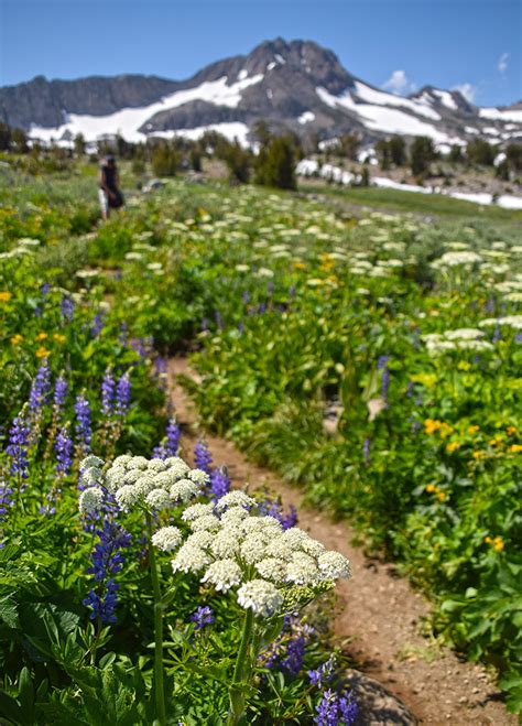 Finding Lake Tahoe Wildflowers To Enhance Your Backcountry Experience